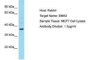 WB Suggested Anti-EMX2 Antibody Titration:  0. (EMX2 anticorps  (N-Term))