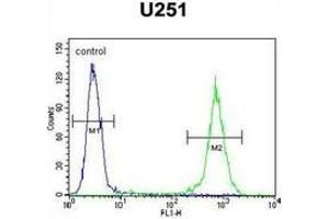 Flow cytometric analysis of U251 cells using GGTLC2 Antibody (Center) Cat. (GGTLC2 anticorps  (Middle Region))