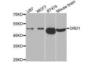Western blot analysis of extracts of various cell lines, using DRD1 antibody. (Dopamine Receptor d1 anticorps)