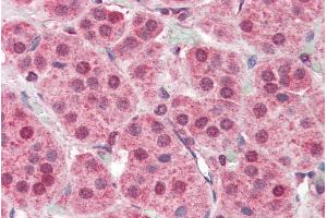 ABIN185561 (5µg/ml) staining of paraffin embedded Human Adrenal Gland.