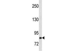 HGF antibody western blot analysis in Ramos lysate.