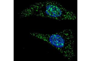 Fluorescent image of  cells stained with ATG5 (N-term) antibody. (ATG5 anticorps  (N-Term))