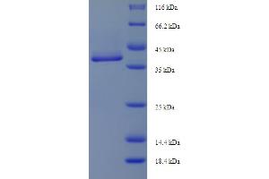 SDS-PAGE (SDS) image for Annexin A5 (ANXA5) (AA 1-323), (full length) protein (His tag) (ABIN5709045)