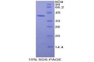 SDS-PAGE (SDS) image for H2A Histone Family, Member Z (H2AFZ) (AA 2-128) protein (His tag,GST tag) (ABIN2122953)