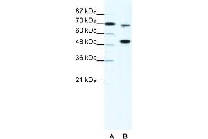 WB Suggested Anti-MLL4 Antibody Titration:  5ug/ml  Positive Control:  HepG2 cell lysate KMT2B is strongly supported by BioGPS gene expression data to be expressed in Human HepG2 cells (MLL4 anticorps  (N-Term))