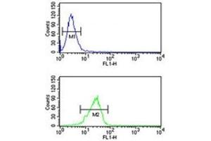PITX1 antibody flow cytometric analysis of NCI-H460 cells (green) compared to a negative control (blue).