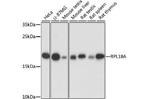 Western blot analysis of extracts of various cell lines, using RPL18A antibody (ABIN7269994) at 1:1000 dilution. (RPL18A anticorps  (AA 50-176))