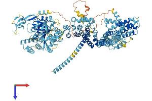 AlphaFold protein structure predicition of Mouse Recombinant Trpm8 Protein, UniprotID Q8R4D5