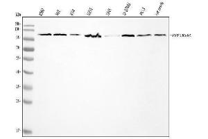 Western blot analysis of GADD34/PPP1R15A using anti-GADD34/PPP1R15A antibody (ABIN7602074).