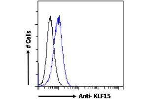 anti-Kruppel-Like Factor 15 (KLF15) (N-Term) antibody