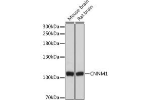 Western blot analysis of extracts of various cell lines, using CNNM1 Rabbit pAb (ABIN7266572) at 1:3000 dilution.