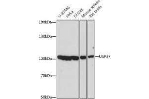 Western blot analysis of extracts of various cell lines, using USP37 antibody (ABIN7271158) at 1:2000 dilution. (USP37 anticorps  (AA 150-250))