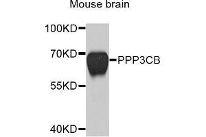 Western blot analysis of extracts of mouse brain, using PPP3CB antibody (ABIN5971879) at 1/1000 dilution. (PPP3CB anticorps)