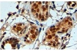 Image no. 1 for anti-Apurinic/Apyrimidinic Endonuclease 1 (APEX1) (N-Term) antibody (ABIN374178) (APEX1 anticorps  (N-Term))