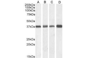 ABIN185372 (1µg/ml) staining of NIH3T3 (A), (0. (NPM1 anticorps  (C-Term))