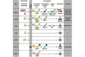 Immunoblot of Hub1 fusion protein. (Hub1 anticorps)