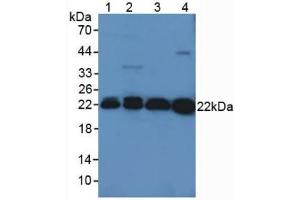 Western blot analysis of (1) Mouse Kidney Tissue, (2) Mouse Liver Tissue, (3) Rat Brain Tissue and (4) Rat Serum. (Peroxiredoxin 2 anticorps  (AA 6-164))