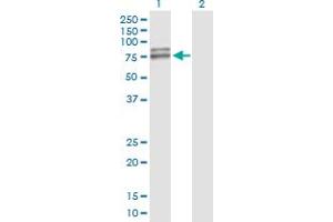 Western Blot analysis of AIFM1 expression in transfected 293T cell line by AIFM1 MaxPab polyclonal antibody.