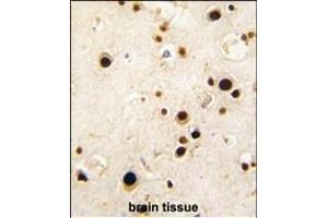 Formalin-fixed and paraffin-embedded human brain tissue reacted with HNRPQ antibody (C-term), which was peroxidase-conjugated to the secondary antibody, followed by DAB staining. (HNRPQ anticorps  (C-Term))
