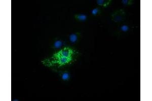 Anti-HIBCH mouse monoclonal antibody (ABIN2453121) immunofluorescent staining of COS7 cells transiently transfected by pCMV6-ENTRY HIBCH (RC209814).