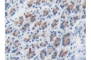 Detection of SDF4 in Rat Stomach Tissue using Polyclonal Antibody to Stromal Cell Derived Factor 4 (SDF4)