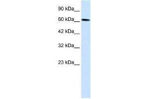 Human Daudi; WB Suggested Anti-UBP1 Antibody Titration: 0. (TFCP2 anticorps  (Middle Region))