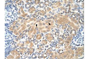 Tetraspanin 5 antibody was used for immunohistochemistry at a concentration of 4-8 ug/ml. (Tetraspanin 5 anticorps  (Middle Region))