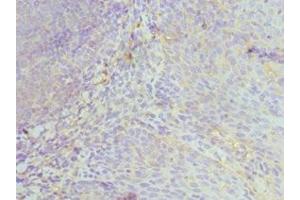 Immunohistochemistry of paraffin-embedded human tonsil tissue using ABIN7174029 at dilution of 1:100