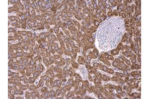 IHC-P Image RPS15 antibody detects RPS15 protein at cytosol on mouse liver by immunohistochemical analysis. (RPS15 anticorps)