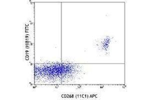 Flow Cytometry (FACS) image for anti-Tumor Necrosis Factor Receptor Superfamily, Member 13C (TNFRSF13C) antibody (APC) (ABIN2658145)