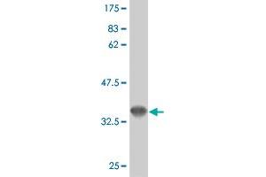 Western Blot detection against Immunogen (36.
