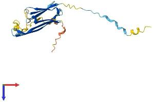 AlphaFold protein structure predicition of Human Recombinant HSPB2 Protein, UniprotID Q16082