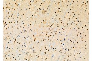 ABIN6260475 and ABIN6277853 at 1/100 staining Mouse brain tissue by IHC-P. (CASP5 anticorps)