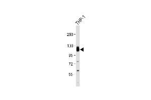 Anti-THBD Antibody (C-Term) at 1:2000 dilution + THP-1 whole cell lysate Lysates/proteins at 20 μg per lane. (Thrombomodulin anticorps  (AA 537-571))