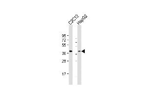 All lanes : Anti-TFDP1 Antibody (N-Term) at 1:2000 dilution Lane 1: C2C12 whole cell lysate Lane 2: HepG2 whole cell lysate Lysates/proteins at 20 μg per lane. (DP1 anticorps  (AA 83-114))