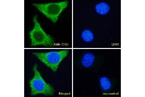 ABIN6391345 Immunofluorescence analysis of paraformaldehyde fixed NIH3T3 cells, permeabilized with 0.