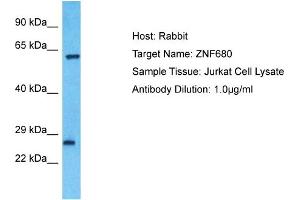 Host: Rabbit Target Name: ZNF680 Sample Type: Jurkat Whole Cell lysates Antibody Dilution: 1. (ZNF680 anticorps  (Middle Region))
