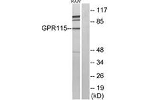 Western Blotting (WB) image for anti-G Protein-Coupled Receptor 115 (GPR115) (AA 641-690) antibody (ABIN2890790) (G Protein-Coupled Receptor 115 anticorps  (AA 641-690))