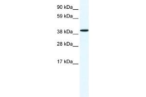 Annexin A7 antibody used at 1. (Annexin VII anticorps  (N-Term))