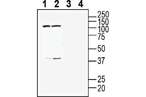 Western blot analysis of mouse  microglia cell line lysate (lanes 1 and 3) and mouse J774 macrophage cell line lysate (lanes 2 and 4):1-2.