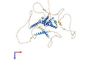 AlphaFold protein structure predicition of Mouse Recombinant Prox2 Protein, UniprotID Q8BII1