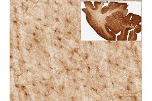 Immunohistochemistry (IHC) staining of Rhesus macaque brain for astrocyte marker Aldh1L1 using Anti-Aldh1L1 Antibody (ABIN1304520) (clone N103/39, 1:3000). (ALDH1L1 anticorps  (AA 1-902))