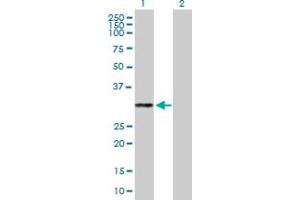 Western Blot analysis of PRTN3 expression in transfected 293T cell line by PRTN3 MaxPab polyclonal antibody. (PRTN3 anticorps  (AA 1-256))