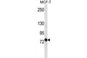Western Blotting (WB) image for anti-ATP-Binding Cassette, Sub-Family B (MDR/TAP), Member 10 (ABCB10) antibody (ABIN3002510) (ABCB10 anticorps)