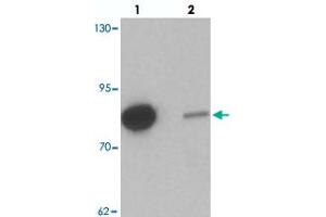 Western blot analysis of GBP6 in HeLa cell lysate with GBP6 polyclonal antibody  at 0. (GBP6 anticorps  (C-Term))