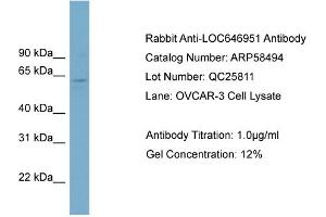 WB Suggested Anti-FAM188B2  Antibody Titration: 0. (FAM188B2 anticorps  (Middle Region))