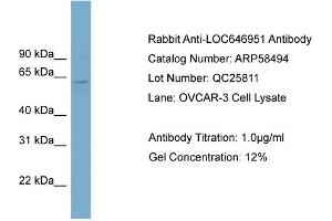 WB Suggested Anti-FAM188B2  Antibody Titration: 0.