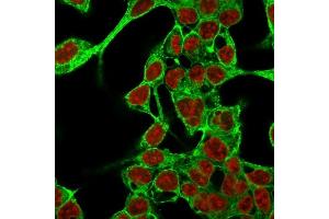 Immunofluorescence Analysis of MeOH-fixed HepG2 cells labeling Glypican-3 with Glypican-3 Mouse Monoclonal Antibody (GPC3/863) followed by Goat anti-Mouse IgG-CF488 (Green). (Glypican 3 anticorps)