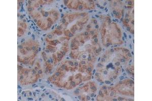 Used in DAB staining on fromalin fixed paraffin- embedded kidney tissue (FKBP2 anticorps  (AA 1-142))