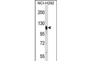PROM2 Antibody (Center) (ABIN1538424 and ABIN2849372) western blot analysis in NCI- cell line lysates (35 μg/lane). (Prominin 2 anticorps  (AA 440-466))